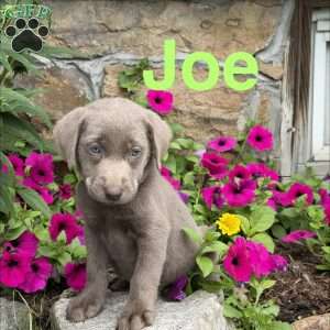 Joe, Silver Labrador Retriever Puppy